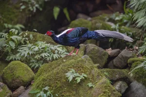 Swinhoes pheasant (Lophura swinhoii) male, endemic species, Yunlinshan, Taiwan Swinhoes pheasant (Lophura swinhoii) male, endemic species, Yunlinshan, Taiwan