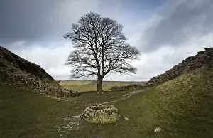 Sycamore (Acer pseudoplatanus) in Sycamore Gap, Hadrians Wall Sycamore (Acer pseudoplatanus) in Sycamore Gap, Hadrians Wall