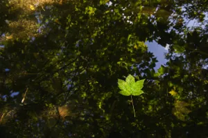 Sycamore leaves floating in Filby Broad with trees reflected in water, Trinity Broads Sycamore leaves floating in Filby Broad with trees reflected in water, Trinity Broads