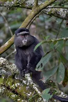 Sykes monkey print, Uganda