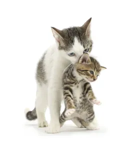 Siberian cross kittens 2025