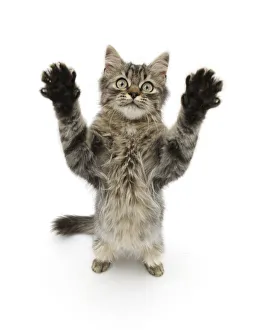 Tabby kitten, 5 months, standing up with raised paws Tabby kitten, 5 months, standing up with raised paws