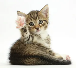 Tabby kitten, 6 weeks, lying with head up and raised paw Tabby kitten, 6 weeks, lying with head up and raised paw