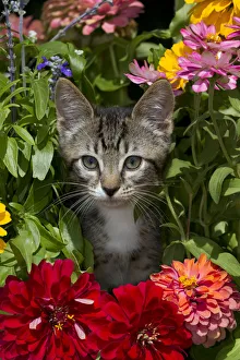 Tabby kitten amongst garden flowers Sarasota, Florida, USA Tabby kitten amongst garden flowers Sarasota, Florida, USA