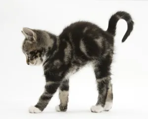 Tabby kitten stretching with arched back Tabby kitten stretching with arched back