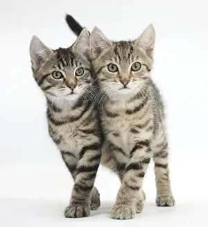 Tabby kittens, Stanley and Fosset, 12 weeks, walking together in unison Tabby kittens, Stanley and Fosset, 12 weeks, walking together in unison