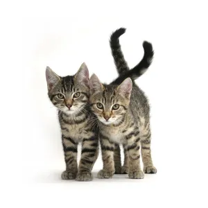 Tabby kittens, Stanley and Fosset, 12 weeks old, walking together Tabby kittens, Stanley and Fosset, 12 weeks old, walking together
