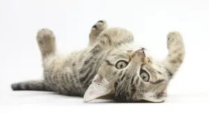 Tabby male kitten, Stanley, 12 weeks, rolling playfully on his back Tabby male kitten, Stanley, 12 weeks, rolling playfully on his back