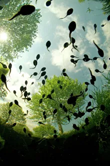 Tadpoles of the Common toad (Bufo bufo) swimming seen from below, Belgium, June Tadpoles of the Common toad (Bufo bufo) swimming seen from below, Belgium, June