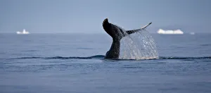 Tail fluke of a diving Humpback whale (Megaptera novaeangliae) Disko Bay, Greenland Tail fluke of a diving Humpback whale (Megaptera novaeangliae) Disko Bay, Greenland