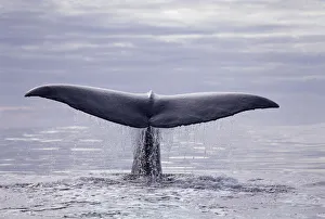 Tail fluke of diving Sperm whale {Physeter macrocephalus} Kaikoura, New Zealand, Pacific Tail fluke of diving Sperm whale {Physeter macrocephalus} Kaikoura, New Zealand, Pacific