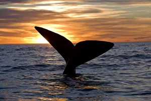 Tail of Southern right whale (Eubalaena australis) at sunset, Golfo Nuevo, Peninsula Valdes Tail of Southern right whale (Eubalaena australis) at sunset, Golfo Nuevo, Peninsula Valdes
