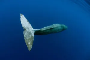 tail detail of Sperm Whale (Physeter macrocephalus) Pico Island, Azores, Portugal tail detail of Sperm Whale (Physeter macrocephalus) Pico Island, Azores, Portugal