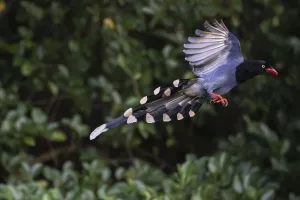 Taiwan blue magpie, (Urocissa caerulea) flying, in Taipeh, Taiwan, endemic species Taiwan blue magpie, (Urocissa caerulea) flying, in Taipeh, Taiwan, endemic species