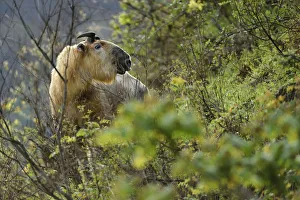 Takin (Budorcas taxicolor) looking at camera, Tangjiahe National Nature Reserve Takin (Budorcas taxicolor) looking at camera, Tangjiahe National Nature Reserve