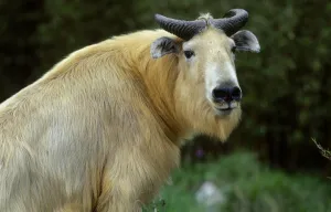 Takin male portrait {Budorcas taxicolor} Mt Qinling, Shaanxi, China Takin male portrait {Budorcas taxicolor} Mt Qinling, Shaanxi, China