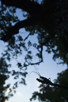 Tanner / Sawyer beetle (Prionus coriarius) silhouetted on Oak branch at dusk, Djerdap National Park Tanner / Sawyer beetle (Prionus coriarius) silhouetted on Oak branch at dusk, Djerdap National Park