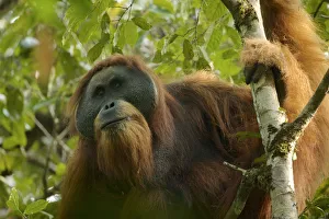 Tapanuli orangutan (Pongo tapanuliensis) Togus, adult flanged male, Batang Toru Forest Tapanuli orangutan (Pongo tapanuliensis) Togus, adult flanged male, Batang Toru Forest