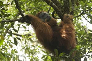 Tapanuli orangutan (Pongo tapanuliensis) Togus, adult flanged male, trying to nap in tree Tapanuli orangutan (Pongo tapanuliensis) Togus, adult flanged male, trying to nap in tree