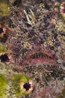 Tassled anglerfish (Rhycherus filamentosus) is almost perfectly camouflaged as it Tassled anglerfish (Rhycherus filamentosus) is almost perfectly camouflaged as it