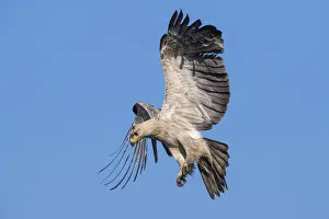Tawny eagle (Aquila rapax) in flight, coming into land on carcass. Ndutu, Ngorongoro Conservation Area / Serengeti Tawny eagle (Aquila rapax) in flight, coming into land on carcass. Ndutu, Ngorongoro Conservation Area / Serengeti