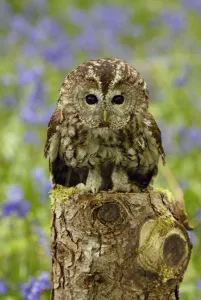 Tawny Owl juvenile portrait on tree stump {Strix aluco} Wiltshire, UK Tawny Owl juvenile portrait on tree stump {Strix aluco} Wiltshire, UK