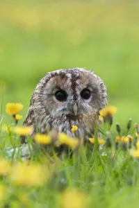 Tawny owl (Strix aluco) in amongst hawkbit flowers, Leontodon, UK, September. Captive Tawny owl (Strix aluco) in amongst hawkbit flowers, Leontodon, UK, September. Captive