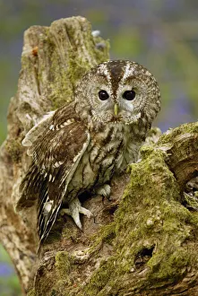 Tawny Owl on tree stump {Strix aluco} Wiltshire, UK captive Tawny Owl on tree stump {Strix aluco} Wiltshire, UK captive