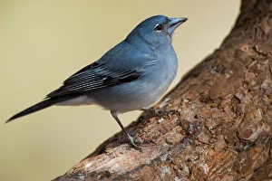 Teides blue chaffinch (Fringilla teydea) on tree, Teide National Park, Tenerife Teides blue chaffinch (Fringilla teydea) on tree, Teide National Park, Tenerife
