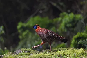 Temmincks tragopan pheasant (Tragopan temminckii) Chongqing region, Sichuan, China Temmincks tragopan pheasant (Tragopan temminckii) Chongqing region, Sichuan, China
