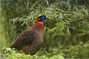 Temmincks tragopan (Tragopan temminckii) Tangjiahe Nature Reserve, Sichuan province, China Temmincks tragopan (Tragopan temminckii) Tangjiahe Nature Reserve, Sichuan province, China