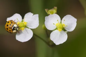 Ten-spotted ladybird (Adalia decempunctata) on Common Water-plantain (Alsima plantago-aquatica) Ten-spotted ladybird (Adalia decempunctata) on Common Water-plantain (Alsima plantago-aquatica)