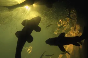 Tench (Tinca tinca) on the surface of a turbid marsh pond, with Rudd (Scardinius Tench (Tinca tinca) on the surface of a turbid marsh pond, with Rudd (Scardinius
