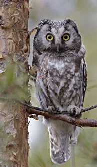 Tengmalms / Boreal owl (Aegolius funereus) perched on branch, Kuusamo, Finland, May Tengmalms / Boreal owl (Aegolius funereus) perched on branch, Kuusamo, Finland, May