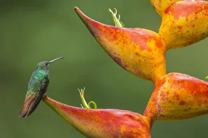 Territorial Rufous-tailed hummingbird (Amazilia tzacatl) guarding Heliconia in bloom Territorial Rufous-tailed hummingbird (Amazilia tzacatl) guarding Heliconia in bloom