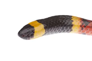 Texas Coral Snake (Micrurus tener) head portrait, Sabal Palm Sanctuary, Lower Rio Grande Valley Texas Coral Snake (Micrurus tener) head portrait, Sabal Palm Sanctuary, Lower Rio Grande Valley
