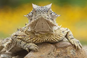 Texas horned lizard (Phrynosoma cornutum) portrait, Laredo Borderlands, Texas, USA Texas horned lizard (Phrynosoma cornutum) portrait, Laredo Borderlands, Texas, USA
