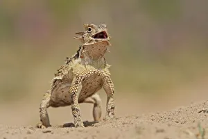Texas Horned Lizard (Phrynosoma cornutum), adult standing up. Laredo, Webb County Texas Horned Lizard (Phrynosoma cornutum), adult standing up. Laredo, Webb County