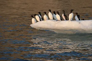 Thick-billed Murre (Uria lomvia) group on edge of ice floe, Wrangel Island, Far Eastern Russia Thick-billed Murre (Uria lomvia) group on edge of ice floe, Wrangel Island, Far Eastern Russia