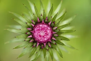 Thistle (Carduus nutans) flower head before opening, Triglav National Park, Slovenia Thistle (Carduus nutans) flower head before opening, Triglav National Park, Slovenia