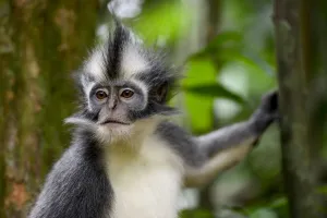 Thomas's Langur (Presbytis thomasi), animal endemic to northern Sumatra Thomas's Langur (Presbytis thomasi), animal endemic to northern Sumatra