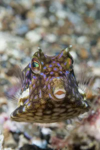 Thornback cowfish (Lactoria fornasini). Lembeh Strait, North Sulawesi, Indonesia Thornback cowfish (Lactoria fornasini). Lembeh Strait, North Sulawesi, Indonesia