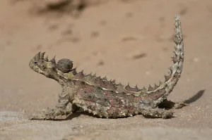 Thorny devil lizard {Moloch horridus} Gnaraloo, Western Australia Thorny devil lizard {Moloch horridus} Gnaraloo, Western Australia