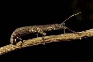 Thorny devil stick insect (Eurycantha calcarata), Willaumez Peninsula, New Britain Thorny devil stick insect (Eurycantha calcarata), Willaumez Peninsula, New Britain