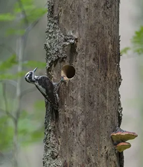 Eurasian Three Toed Woodpecker Eurasian Three Toed Woodpecker