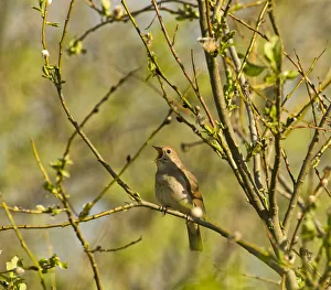 Thrush nightingale (Luscinia luscinia) in tree singing, Matsalu National Park, Estonia Thrush nightingale (Luscinia luscinia) in tree singing, Matsalu National Park, Estonia
