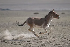 Tibetan Wild Ass (Equus kiang) galloping in desert, Tso Kar lake, Ladakh, India Tibetan Wild Ass (Equus kiang) galloping in desert, Tso Kar lake, Ladakh, India