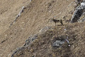 Tibetan wolf (Canis lupus chanco) in mountain landscape, Serxu County, Garze Prefecture Tibetan wolf (Canis lupus chanco) in mountain landscape, Serxu County, Garze Prefecture