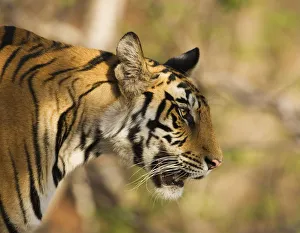 Tiger {Panthera tigris} head profile, Bandhavgarh NP, India Tiger {Panthera tigris} head profile, Bandhavgarh NP, India