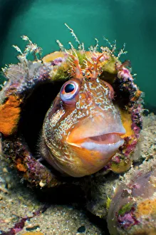 Tompot blenny (Parablennius gattorugine) in bright summer mating colours, peering Tompot blenny (Parablennius gattorugine) in bright summer mating colours, peering